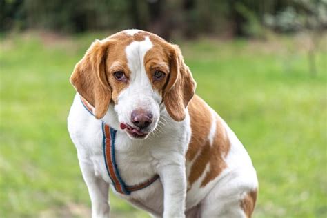 Types of Beagles and Their Differences (With Pictures) | Hepper