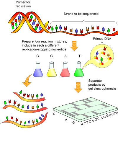 next-generation sequencing | Lab Land