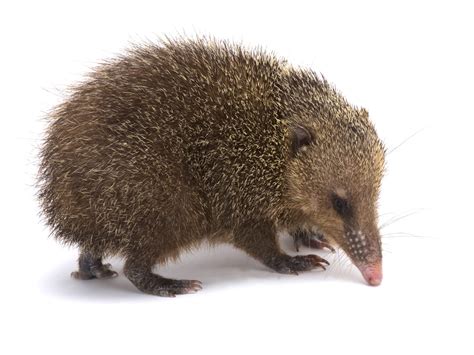 Common Tenrec Facts | CRITTERFACTS