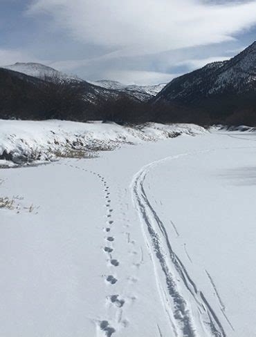 Pine marten and ski tracks in Lyell Canyon on February 20, 2018 – photo Rob and Laura Pilewski ...