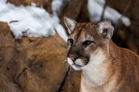 To Catch a Predator: Wildlife Detective Helps Ranchers, Mountain Lions Coexist - WhoWhatWhy