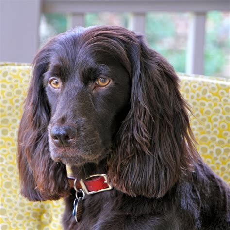 Boykin Spaniel Breed Guide - Learn about the Boykin Spaniel.