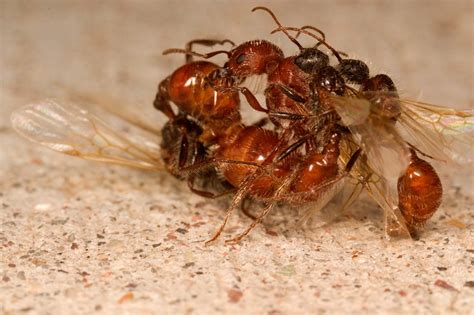 Western Harvester Ant Mating Flight (Pogonomyrmex occidentalis) – A ...