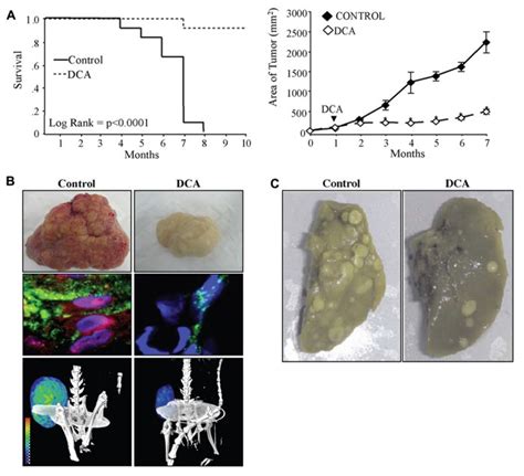 (A)DCA increases the survival (left) and decreases the tumor growth... | Download Scientific Diagram