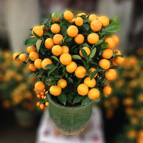 30 Pcs Citrus seed Bonsai Mandarin Orange Seeds Edible Fruit Mandarin Bonsai Tree Seeds For Home ...