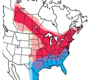 Art Lander's Outdoors: An early spring migrant, the Eastern Phoebe nests here, heads south for ...