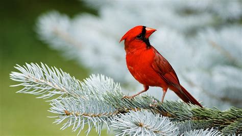 Birds Wallpapers | Best Wallpapers