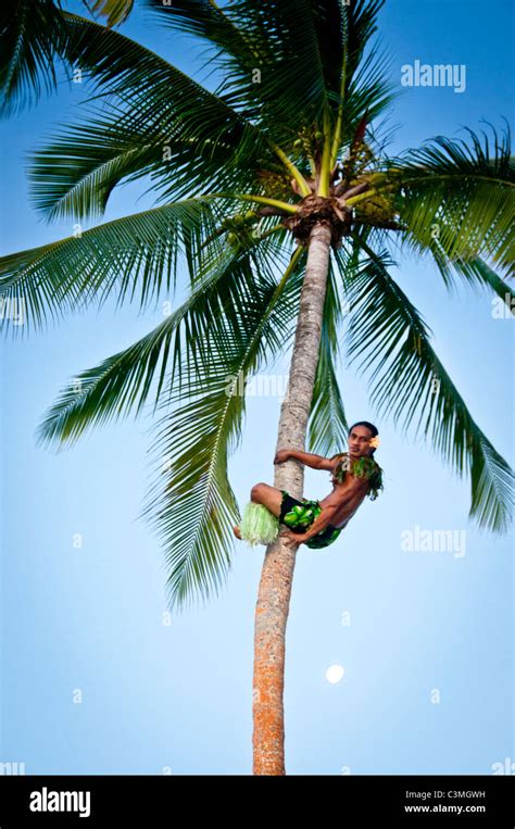 Fijian man climbing coconut tree with moon rising in the background ...