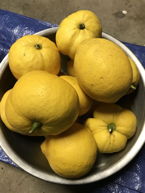 Sorrento lemons for vegetables (Trade) - Galora