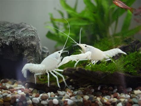 White Crayfish - AquaticQuotient.com Photo Gallery