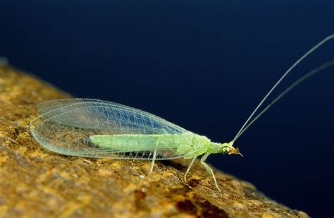 Neuroptera Lacewings