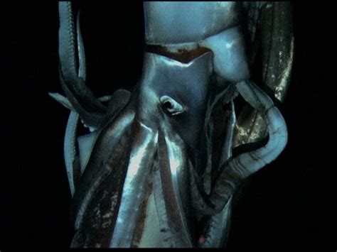 Giant squid filmed alive in deep sea for first time - CBS News