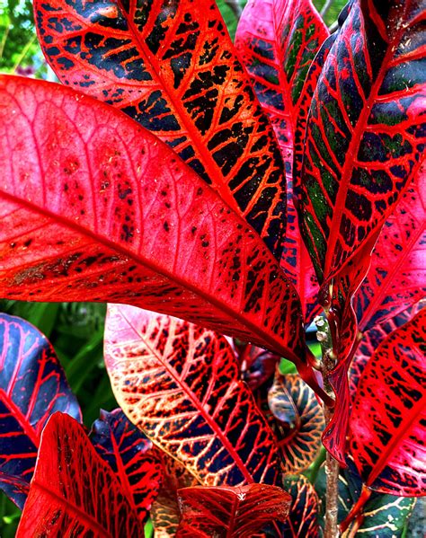 10 Spectacular Red Foliage Tropical Plants for Your Garden | Dengarden