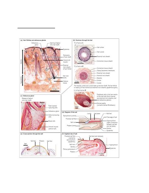 Skin Appendages pdf - D. Ahmed - Muhadharaty