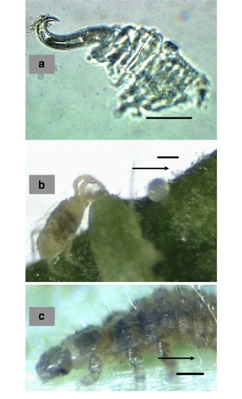 Images of hooked trichome (at 6009 magnification) dissected from Lima ...