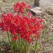 Native to Texas. Oxblood Lily. | Drought tolerant landscape, Drought tolerant, Flowers