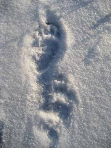 Bear tracks in the snow | Brandon Drost | Flickr