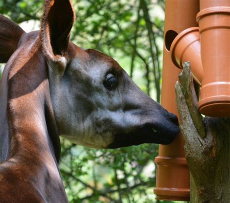 Okapi feeding - ZooChat