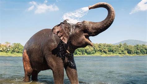 7 Facts about Elephants in Thailand to Know before an Elephant Tour