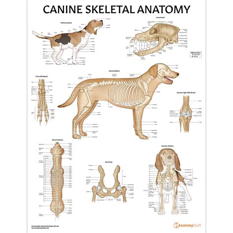 Dog Skeleton Anatomy | ubicaciondepersonas.cdmx.gob.mx