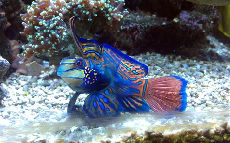 Saw this beatiful fish in a saltwater aquarium. Does anyone know what kind of fish this is ...