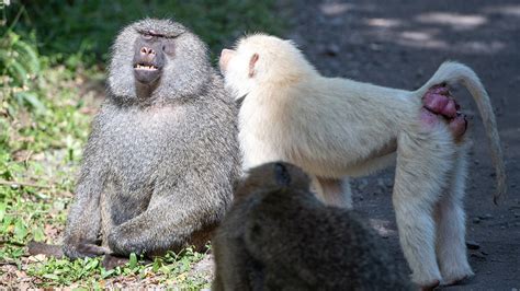 Rare white baboon spotted in Tanzania's Arusha National Park - CGTN