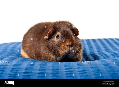 US Teddy guinea pig Stock Photo - Alamy