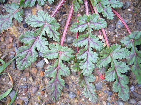 Erodium botrys (long-beaked stork's-bill): Go Botany