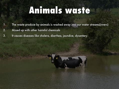 Air And Water Pollution: Impact Of Animal Farming on The Environment