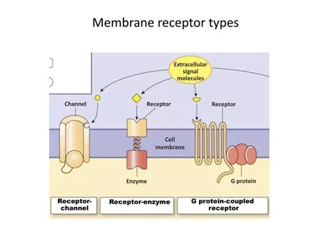 PPT - Membrane receptor types PowerPoint Presentation, free download - ID:2143661