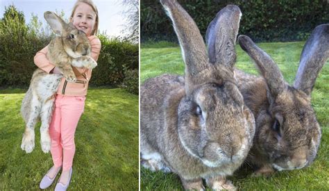 World's biggest bunny rabbit Darius, who weighs almost four stone, has a rival in his giant 3ft ...