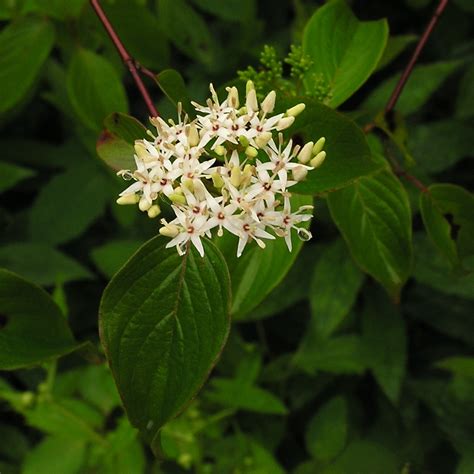 Cornus amomum #3 (Silky Dogwood) - Scioto Gardens Nursery