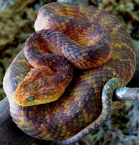 Atheris squamigera, one of the coolest looking animals in the world. : pics | Beautiful snakes ...