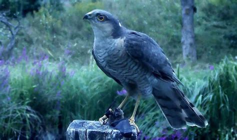 VIDEO: Bird of prey recorded eating a bat for the first time | Nature ...