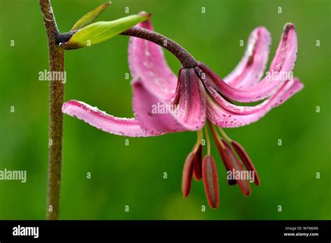 Martagon lily (Lilium martagon) flower, Vosges, Lorraine, France, July ...