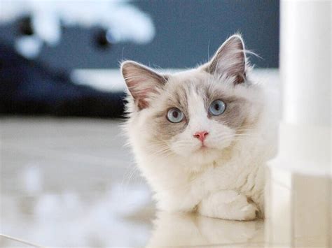 How To Look After Ragdoll Kittens - Newbrave16