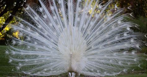 White Peacocks: 5 Pictures and Why They’re So Rare