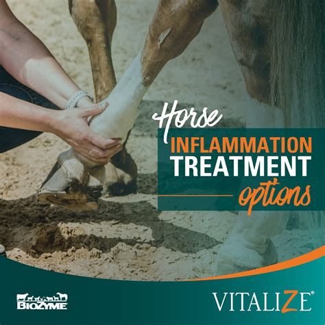 Horse Inflammation Treatment Options are Varied - Vitalize