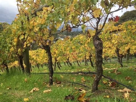 Harvesting Grapes from a Small Vineyard to Make Wine | Tim Thompson