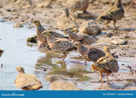 Flock of Feathers - Sandgrouse, Namaqua Stock Image - Image of long, belly: 27023567