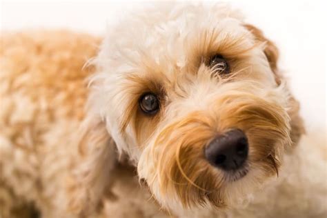 Labradoodle Temperament: Why Get a Labrador Poodle Mix?