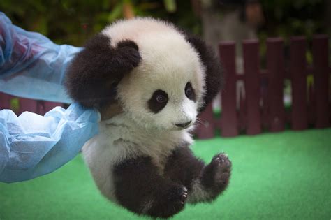 Baby panda photos: Cub born in Malaysia makes her debut