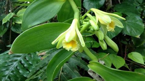 Vanilla Bean Orchid (Vanilla Planifolia) Grow & Care Guide - RayaGarden