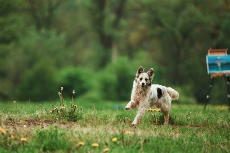 Dog Park: How To Keep Your Pup Safe At The Park – Give A Shit - Earth ...