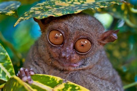 Come to the Philippine Tarsier Sanctuary - Travel to the Philippines