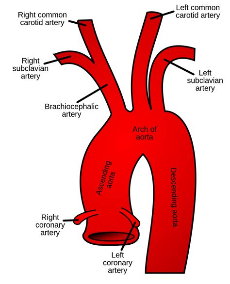 aortic arch - Wiktionary, the free dictionary