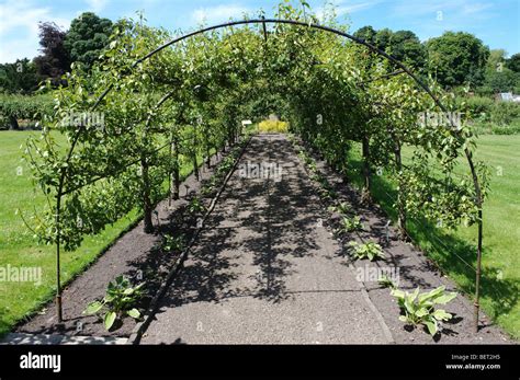 Fruit tunnels and arches at Croxteth Hall Gardens Stock Photo - Alamy