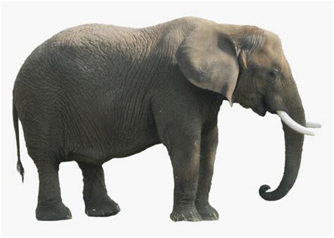 Elephant Png Hd : African bush elephant asian elephant african forest elephant, elephant hd png ...