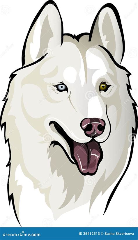 White Husky Stock Photos - Image: 35412513