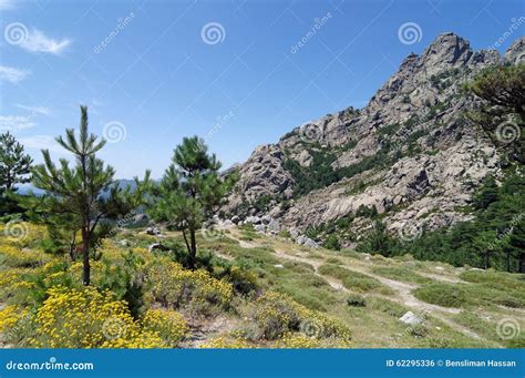 Corsica mountains stock photo. Image of conifer, tourism - 62295336